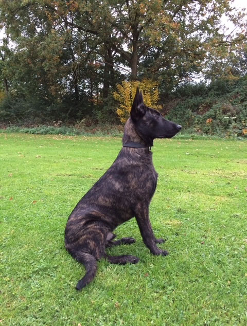 Honden beveiliging Hondenbrigade SecuriTas en Meer